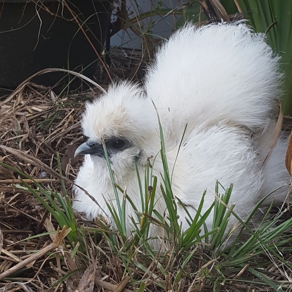 Meet your Posher, Bf - Picture 3 of 4